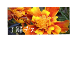 532011689