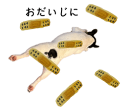 532081667
