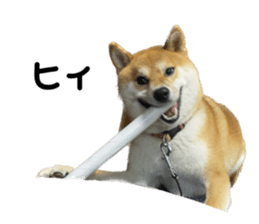 532298206