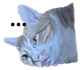 532305385