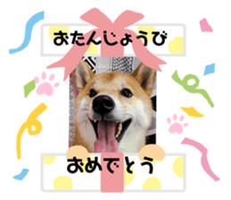 532387425