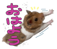 532441783