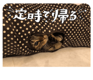 532473795