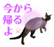 532523290