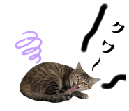 532523294