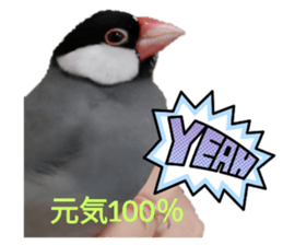 532538397