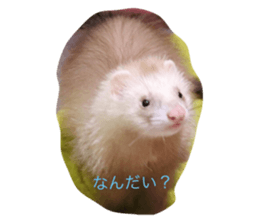 532566158