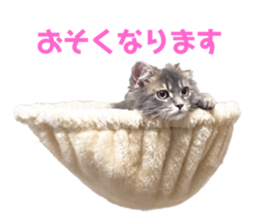 532602205