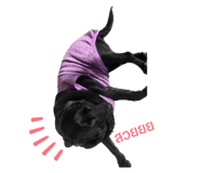 532602684