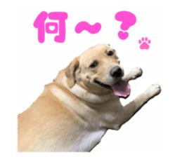 532623228