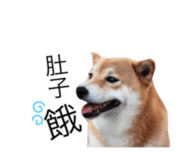 53282452