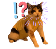 532888935