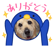 532911392
