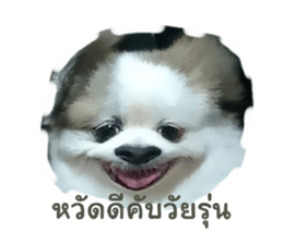 532919264