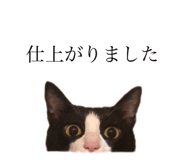 532922477