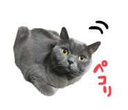 532922501