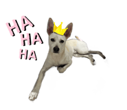 532927403