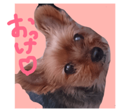 53295300