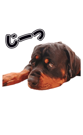 532987399