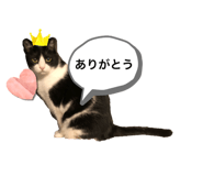 533166501