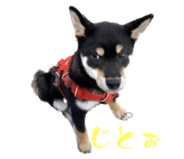 533238967