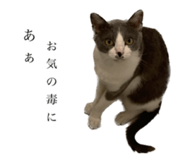 533289817