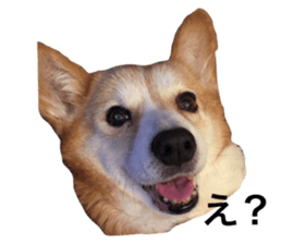53340864
