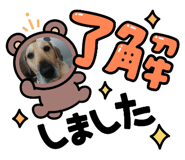 533438381