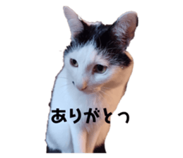 533450312