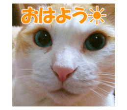 533464453