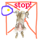 53385754