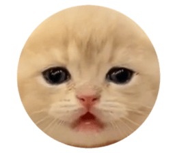 534042360