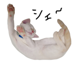 53407160