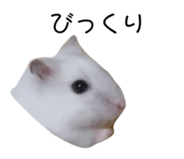 534125205
