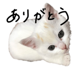 534144419