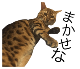 53435045
