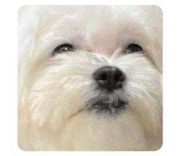 534525271