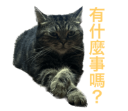 534696366