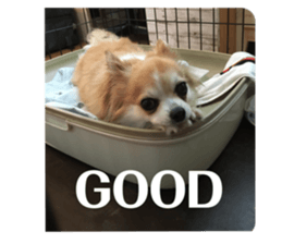 535231240