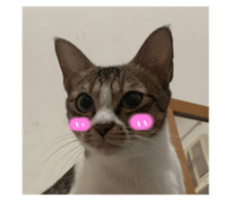 535444661
