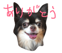 53544937