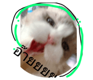 535518773