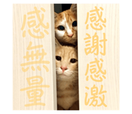 535586556