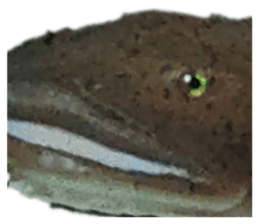 535635667