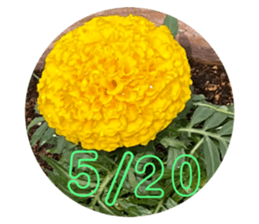535666750