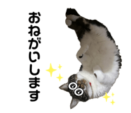 535684817
