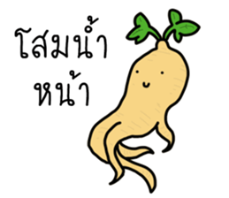 ลายที่ 31