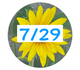 536353287