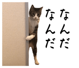 536427966
