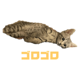 536599874
